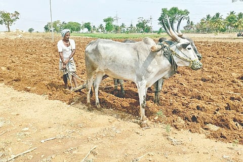 Davanagere Harapanahalli, bagila, land, groundnut, sowing, plowing,