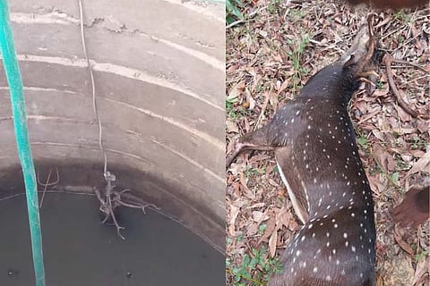 Deer Rescue