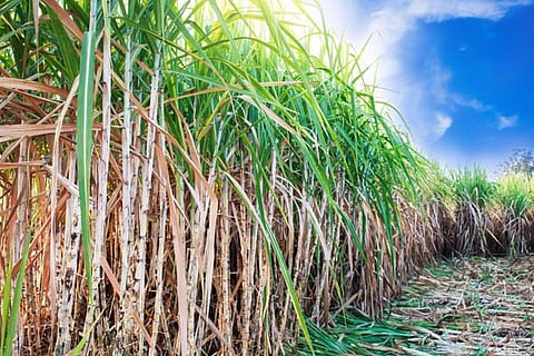Deficit rainfall leads to declining sugarcane acreage