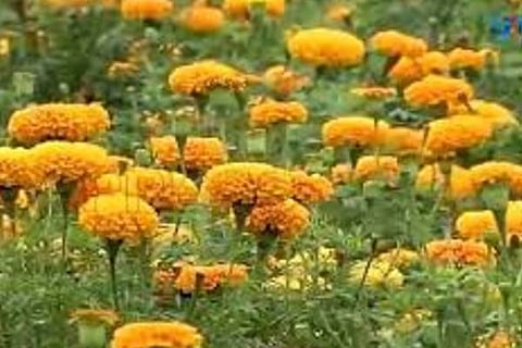 FLOWER download