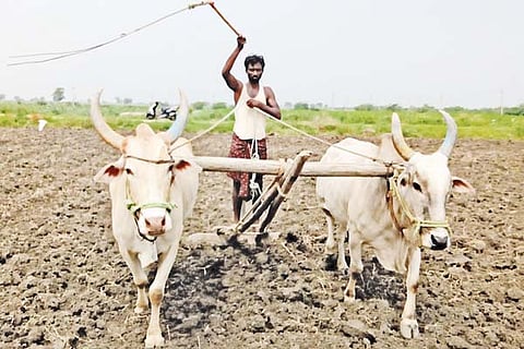 Farmer