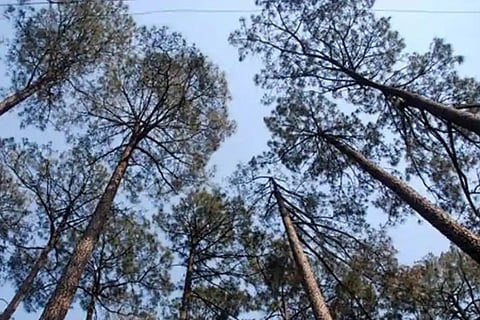 Forest