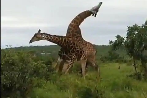 Giraffe JPG