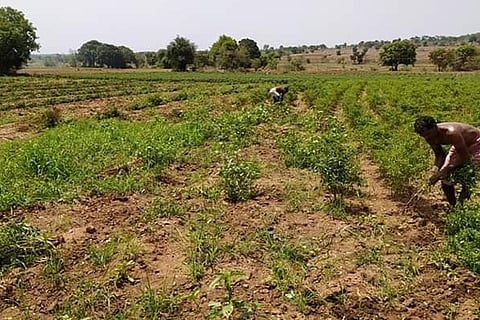 Greenchilli 16 May 20