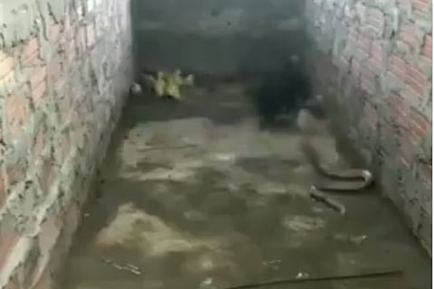 HEN JPG