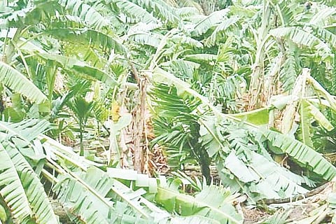 HLK MALE 05 (2)