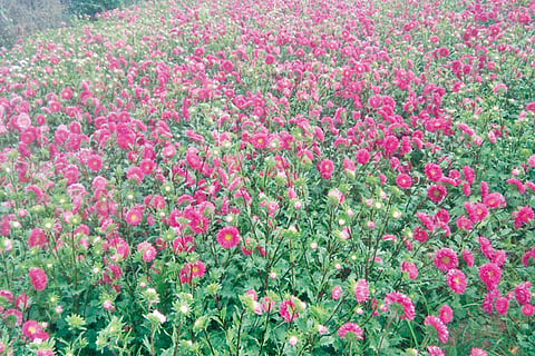 IMG-20200519-WA0041