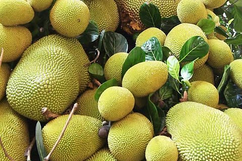 Jackfruit JPG