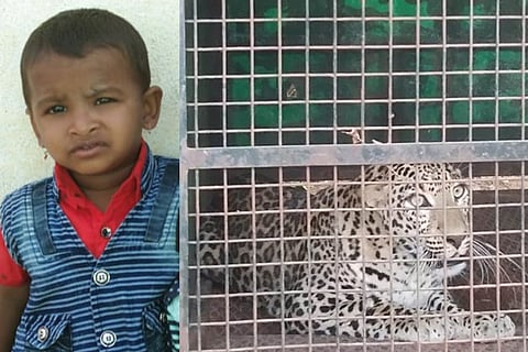 Leopard Killed- Child