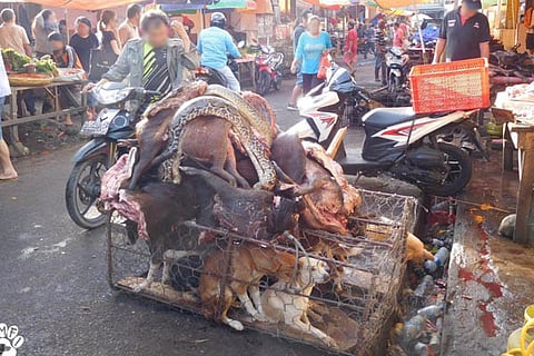 Live Animal Market