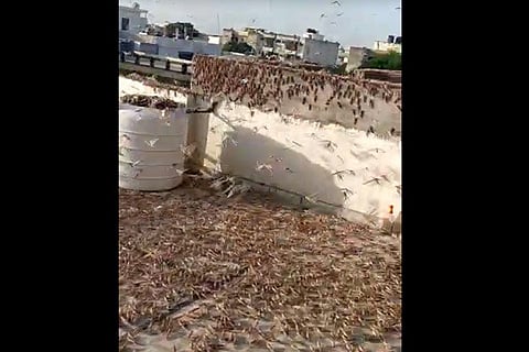 Locust 27 MAY 20