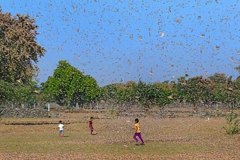 Locust