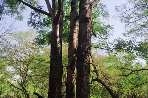 MLK FOREST 16 (3)