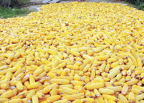 Maize-1