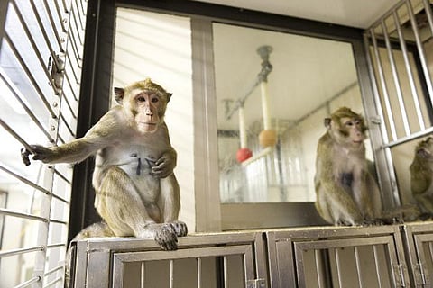 Monkey