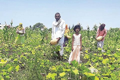 Pumpkin Grower Belagavi 5 MAY 20