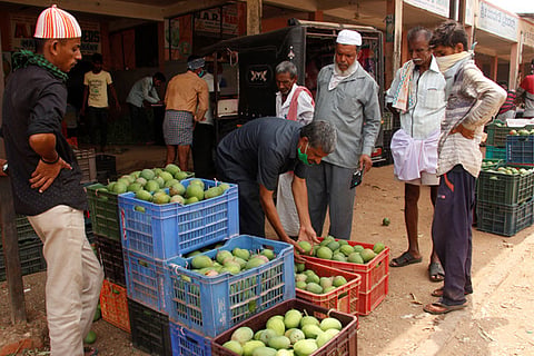 RMG APMC MANGO MARKET