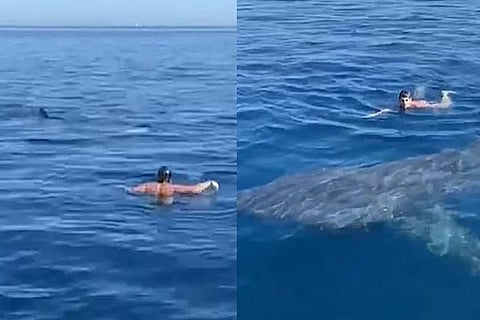 Shark