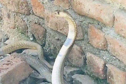 Snake