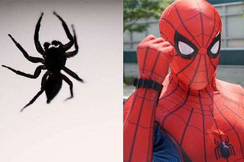 Spider man