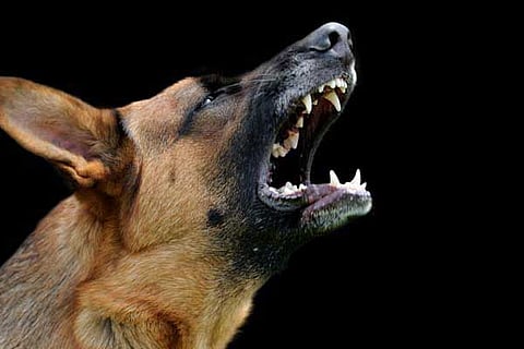 Stop-Dog-Barking-Training (1)