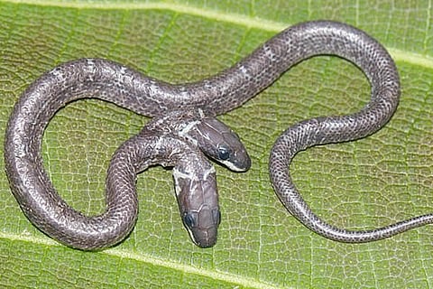 Two head Snake