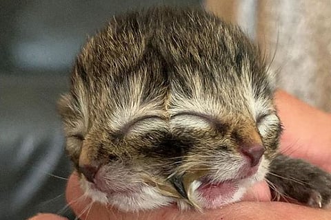 Two headed cat