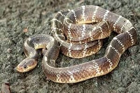 VIPER Snake 8 MAY 20