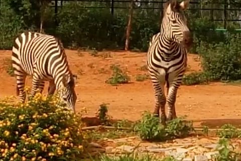 ZOO 9 May 20