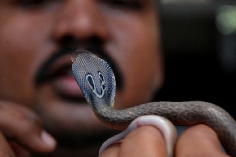 baby cobra