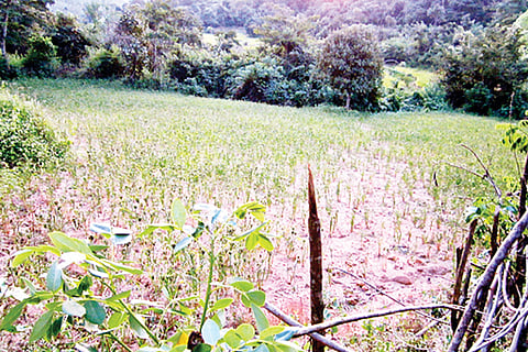 bagarhukum