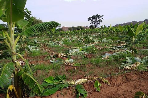 banana