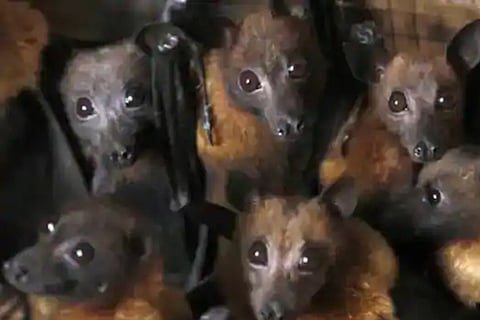 bats