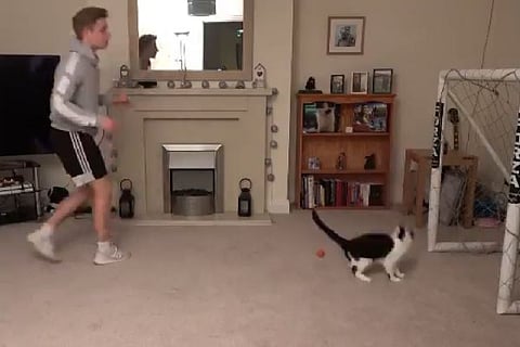 cat