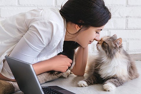 catweb