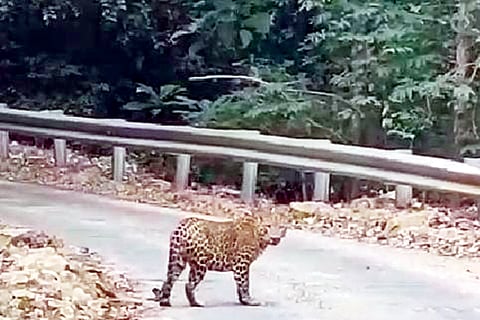 cheeta