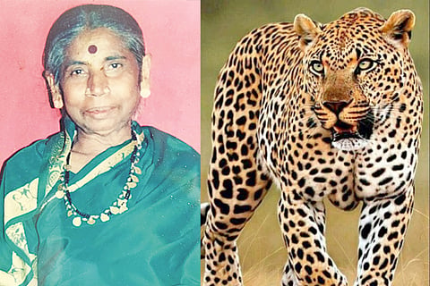 cheetha attack- magadi