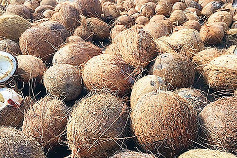 coconut