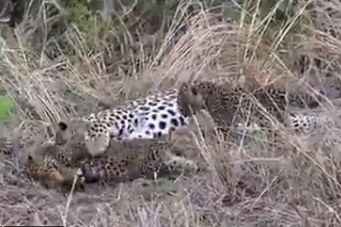 cubes cheeta