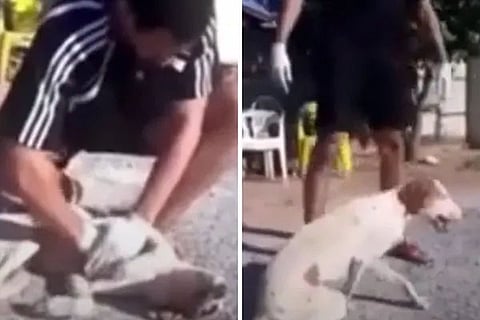 dog cpr