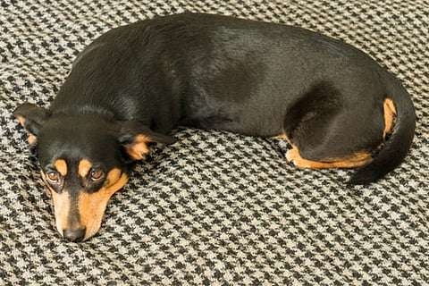 dog quarantineweb