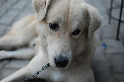 dog