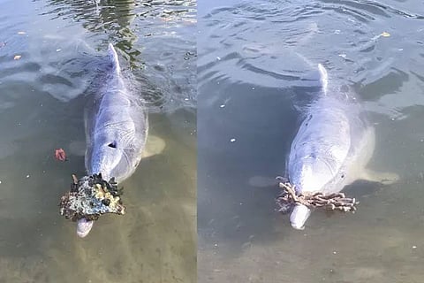 dolphin