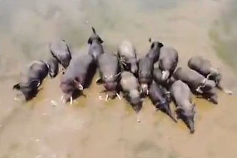 elephant may