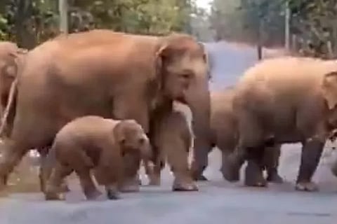elephants