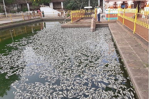 fish death