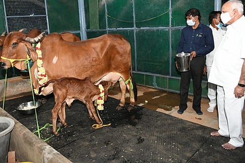 geer cow