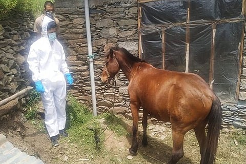 horse quarantineweb