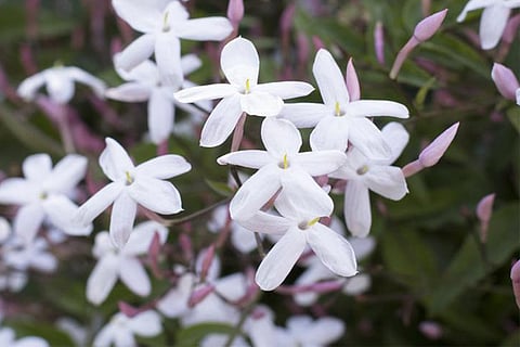 jasmine
