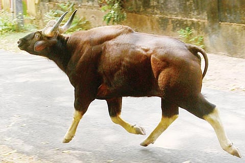 kadkon new